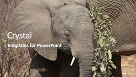  Presentation with kruger - Slide set having elephant at kruger national park background and a gray colored foreground