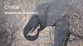  Presentation with kruger - Audience pleasing presentation design consisting of elephant at kruger national park backdrop and a gray colored foreground