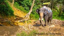  Presentation with trekking - Cool new slide deck with elephant-at-the-trekking backdrop and a gold colored foreground