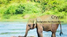  Presentation with sri lanka - Beautiful PPT theme featuring elephant bathing in a river backdrop and a yellow colored foreground