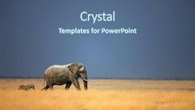  Presentation with elephant - Beautiful presentation design featuring elephant bull and zebra walking backdrop and a ocean colored foreground