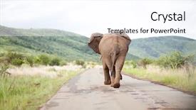  Presentation with south africa - Audience pleasing presentation theme consisting of elephant bull in south africa backdrop and a pink colored foreground