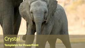  Presentation with holstein dairy calf - Theme featuring elephant calf and his mother background and a tawny brown colored foreground