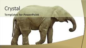  Presentation with animal calf - Colorful slides enhanced with elephant calf over white background backdrop and a soft green colored foreground
