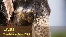  Presentation with elephant - Slide set consisting of elephant close up background and a tawny brown colored foreground