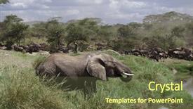  Presentation with serengeti africa - Colorful slides enhanced with elephant drinking in serengeti national park tanzania africa backdrop and a tawny brown colored foreground