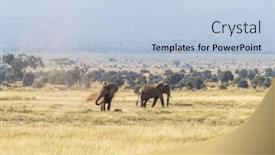  Presentation with body temperature - Theme having elephant-dusting-to-keep-cool and a light blue colored foreground