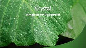  Presentation with rainfall - Presentation enhanced with elephant ear leaves after rainfall background and a seafoam green colored foreground