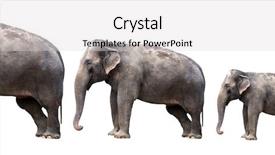  Presentation with evolution - PPT layouts having elephant evolution background and a light gray colored foreground
