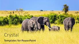  Presentation with family africa - PPT theme featuring elephant-family-with-cubs background and a yellow colored foreground