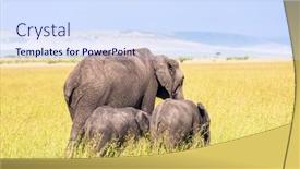  Presentation with family africa - Amazing presentation theme having elephant-family-with-cubs backdrop and a sky blue colored foreground