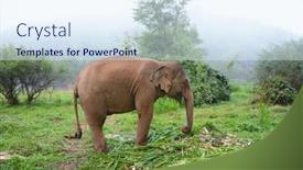  Presentation with elephant - Cool new presentation with elephant-feeding-in-the-morning backdrop and a sky blue colored foreground