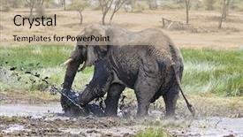  Presentation with elephant - Amazing slides having elephant frolics in the mud backdrop and a  colored foreground