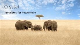  Presentation with females - Presentation featuring elephant-group-in-the-red background and a light blue colored foreground