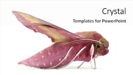  Presentation with hawk - PPT layouts consisting of elephant hawk moth deilephila elpenor background and a  colored foreground