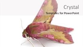  Presentation with hawk - Amazing PPT theme having elephant hawk moth deilephila elpenor against white background backdrop and a white colored foreground