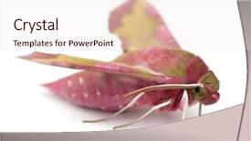  Presentation with hawk - Amazing theme having elephant hawk moth deilephila elpenor backdrop and a sky blue colored foreground