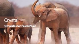  Presentation with elephant - Presentation theme enhanced with elephant herd approaching over dusty background and a tawny brown colored foreground