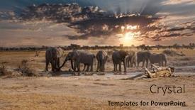  Presentation with elephant - Presentation theme consisting of elephant-herd-in-khutse-game background and a coral colored foreground