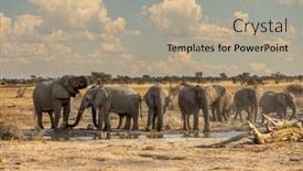  Presentation with african elephant loxodonta africana - PPT theme with elephant-herd-in-khutse-game background and a mint green colored foreground
