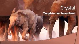  Presentation with elephant - Cool new slides with elephant herd on the run backdrop and a tawny brown colored foreground