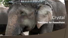  Presentation with elephant - Slide deck featuring elephant-in-captivity-behind background and a gray colored foreground