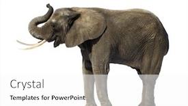  Presentation with elephant - Slides featuring elephant-in-front background and a white colored foreground