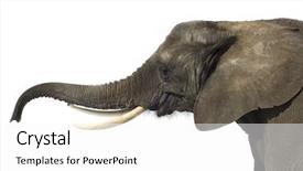  Presentation with elephant - Theme with elephant in front of a white background background and a white colored foreground