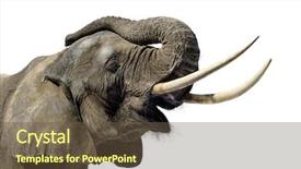  Presentation with elephant - Slides having  background and a  colored foreground