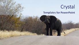  Presentation with kruger - Theme featuring elephant in kruger park south africa background and a sky blue colored foreground