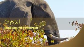  Presentation with kruger - Presentation theme enhanced with elephant in kruger park background and a tawny brown colored foreground