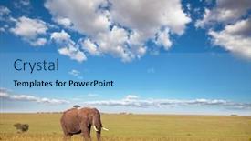 Presentation with savannah - PPT theme consisting of elephant in savannah background and a light blue colored foreground