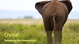  Presentation with savanna - Presentation theme enhanced with elephant in tarangire national park background and a  colored foreground