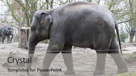  Presentation with zoo - PPT theme having elephant in the zoo aviary background and a light gray colored foreground