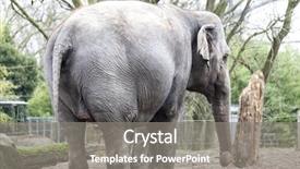  Presentation with indian ganesh festival - Cool new PPT theme with elephant in the zoo aviary backdrop and a gray colored foreground