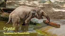  Presentation with water animal to land animal - Slide deck featuring elephant in water - animal background background and a  colored foreground