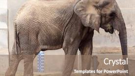  Presentation with zoo animal cartoon - Presentation theme enhanced with elephant in zoo - animal background background and a coral colored foreground