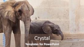  Presentation with zoo - Amazing slide deck having elephant-in-zoo-animal-background backdrop and a violet colored foreground