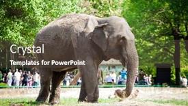  Presentation with zoo - Presentation theme enhanced with elephant in zoo background and a tawny brown colored foreground