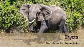  Presentation with journey - Slides featuring elephant - loner fascinating journey background and a coral colored foreground