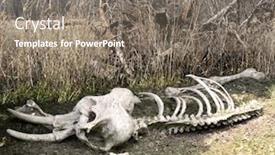  Presentation with old dry tree - Colorful theme enhanced with elephant old skeleton near backdrop and a gray colored foreground