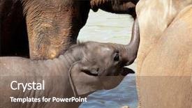  Presentation with sri lanka - Cool new presentation theme with elephant on sri lanka backdrop and a tawny brown colored foreground