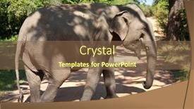  Presentation with elephant - 