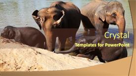  Presentation with elephant - 