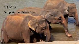  Presentation with elephant - 