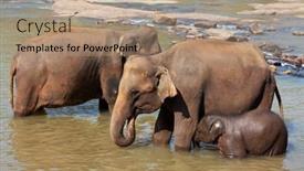  Presentation with elephant - 