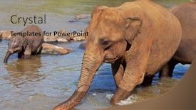  Presentation with elephant - 