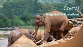  Presentation with elephant - 
