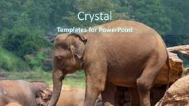  Presentation with elephant - 