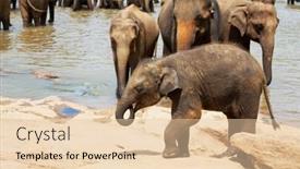  Presentation with elephant - 